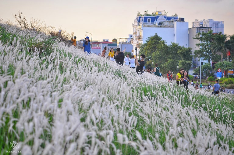 Ra đê Long Biên chụp ảnh giữa trắng ngàn cỏ lau